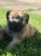 Pšeničný teriér - Irish Soft Coated Wheaten Terrier