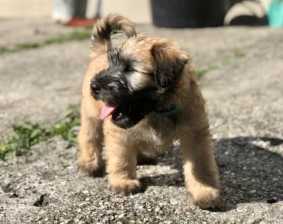 Pšeničný teriér - Irish Soft Coated Wheaten Terrier