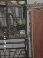 Prodám Papoušíček šedokřídlý