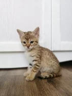kotě Savannah F4 SBT, Savanová kočička-kocourek