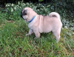 Mops