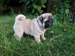 Mops