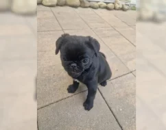 Mops