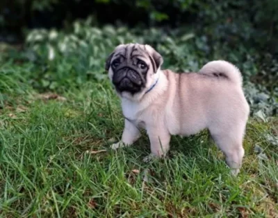 Mops