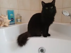 Prodám Mainská mývalí koťátka