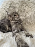 Mainská mývalí s PP