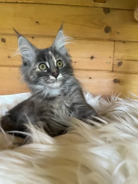 Mainská mývalí s PP