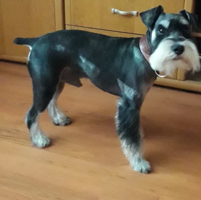 Knírač malý černostříbrný