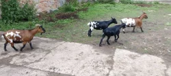 Holandská zakrslá koza
