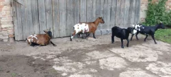 Holandská zakrslá koza