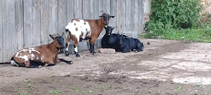 Holandská zakrslá koza