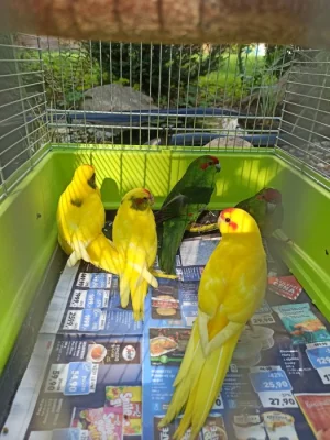 Kakariki