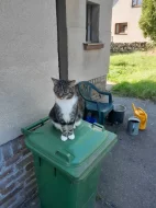 Daruji dvě kočky