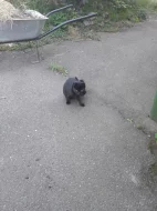 Daruji dvě kočky