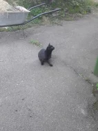 Daruji dvě kočky