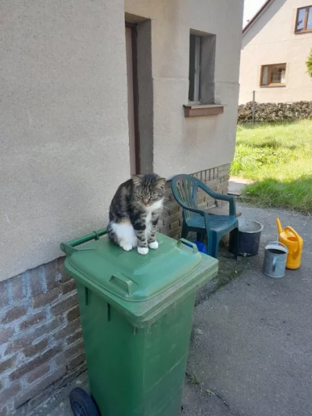 Daruji dvě kočky