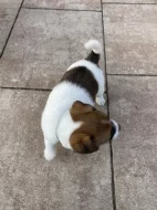 Jack Russel teriér