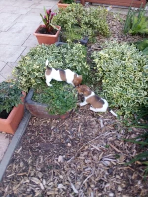 Jack Russel teriér