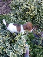 Jack Russel teriér