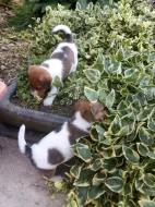 Jack Russel teriér