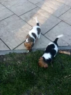 Jack Russel teriér