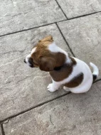 Jack Russel teriér