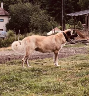 Kangalský pastevecký pes - již k odběru