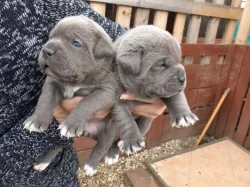 Cane corso štěňátka modré bez pp