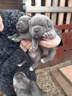 Cane corso štěňátka modré bez pp