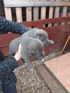 Cane corso štěňátka modré bez pp
