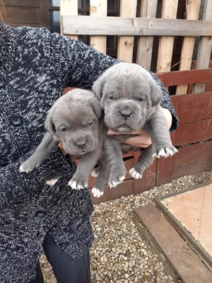Cane corso štěňátka modré  bez pp