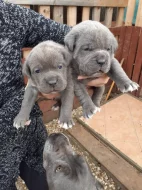 Cane corso štěňátka modré bez pp