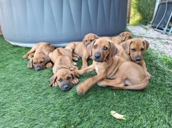 Rhodéský ridgeback