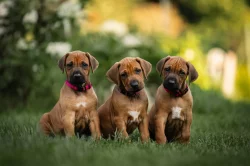 Rhodéský ridgeback