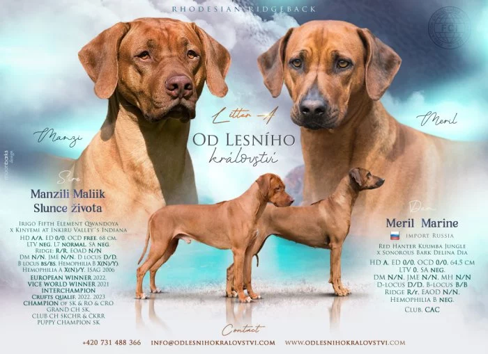 Rhodéský ridgeback