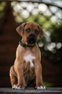 Rhodéský ridgeback
