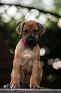 Rhodéský ridgeback