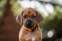 Rhodéský ridgeback