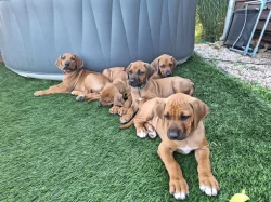 Rhodéský ridgeback