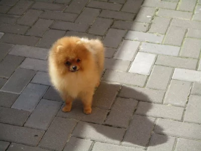 Pomeranian