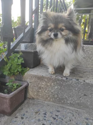 Pomeranian