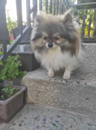 Pomeranian