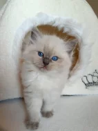 Ragdoll s PP