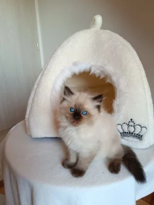 Ragdoll s PP