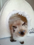 Ragdoll s PP