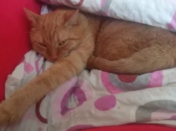 Dospělý zrzek - 3 roky- dům se zahrádkou