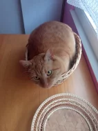 Dospělý zrzek - 3 roky- dům se zahrádkou