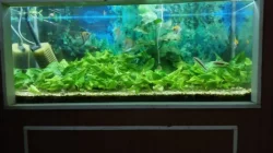 Akvarijní stěna - set včetně rybiček a rostlin