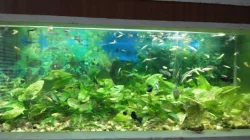 Akvarijní stěna - set včetně rybiček a rostlin
