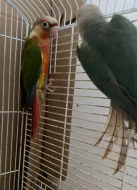 Ručně dokrmené-pyrura zelenolící a penant